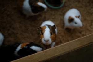 guinea pig cannibalism