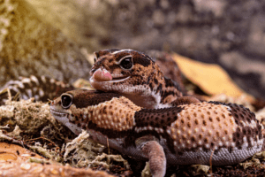 african fat tailed gecko vs leopard gecko