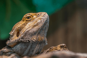 bearded dragon black light
