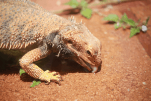 bearded dragon collard greens