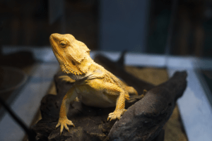 bearded dragon eat zucchini 1