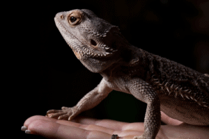 bearded dragon emotional support animal