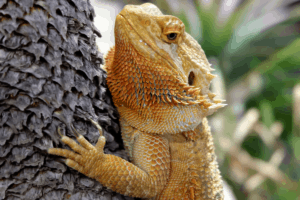 bearded dragon enrichment 1