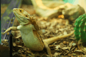 bearded dragon freeze dried food