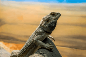 bearded dragon heat rock