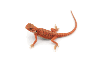 bearded dragon morphs wild