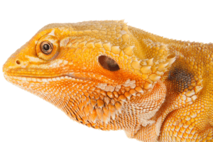bearded dragon turnip greens