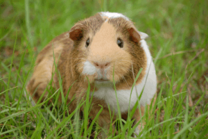 can a guinea pig die of loneliness 1