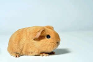 can a guinea pig live alone
