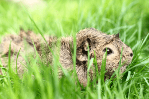 can guinea pig eat spinach