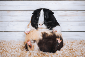 can you overfeed a guinea pig