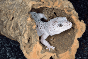 cleaning leopard gecko tank
