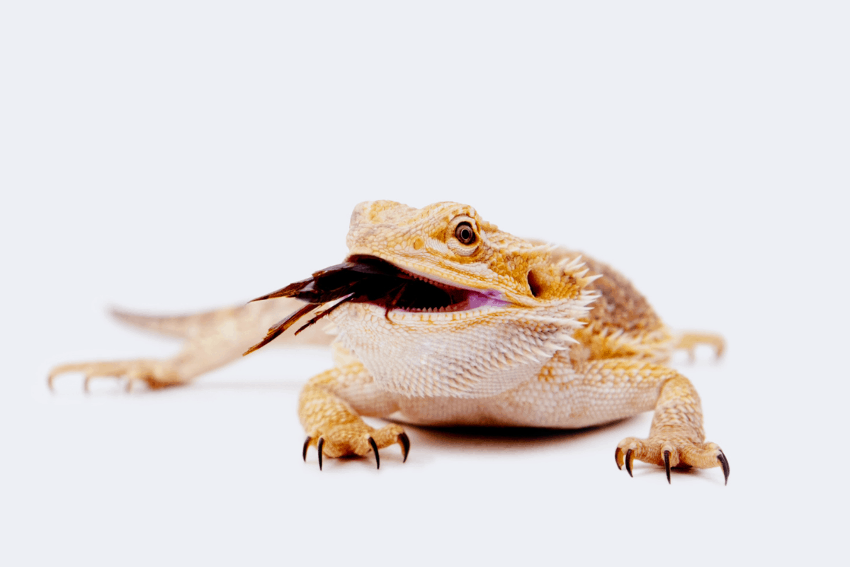 feed bearded dragon in separate tank