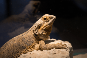 how much does a bearded dragon cost 1