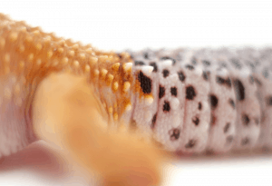 leopard gecko tail drop 1