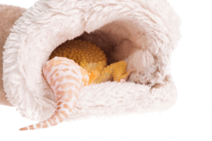 leopard gecko tail wag