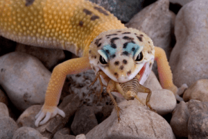 my leopard gecko wont eat crickets