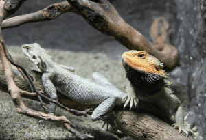 should you get a male or female bearded dragon 1
