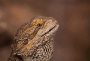 why does my bearded dragon stare at me 1
