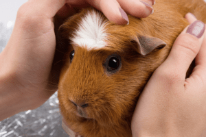 why does my guinea pig pee on me