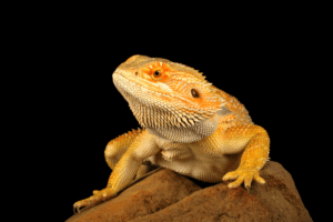 gut loading crickets for bearded dragons