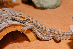 bearded dragon brumation 1