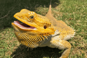 bearded dragon eat cilantro