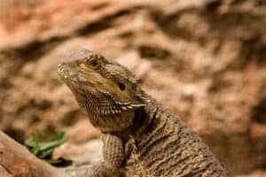 bearded dragon eating anole