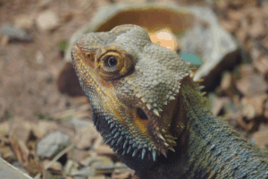 bearded dragon food list 1