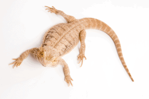 bearded dragon not eating crickets