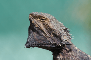 bearded dragon olive oil