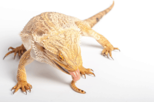 bearded dragon pinworms