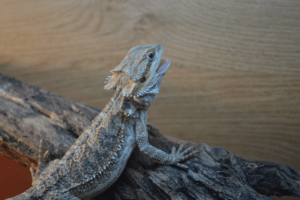 bearded dragon poop 1