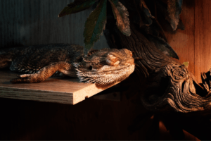 bearded dragon sleeping upright