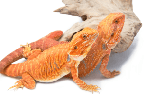 bearded dragon sperm plug