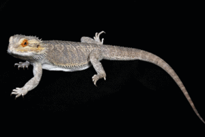 bearded dragon tail twitching