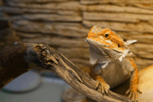 bearded dragon turning white