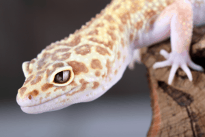 can a leopard gecko live in a 10 gallon tank