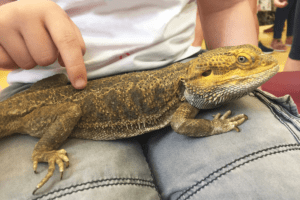 egg bound bearded dragon