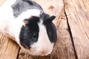 guinea pig running around cage