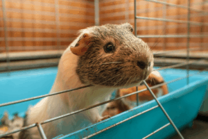 how big should a guinea pig cage be