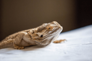 is a bearded dragon right for you
