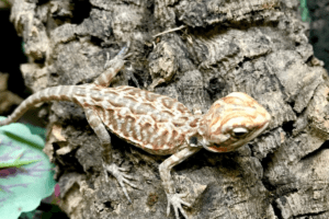silkback bearded dragon care