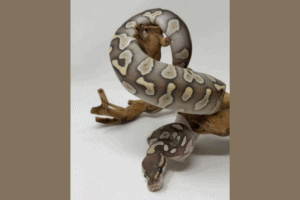 50 Ball Python Morphs: Types, Colors & Pictures (Ultimate List)
