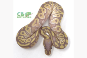 50 Ball Python Morphs: Types, Colors & Pictures (Ultimate List)