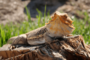 bearded dragon calcium guide 1