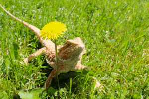 bearded dragon eating lizard