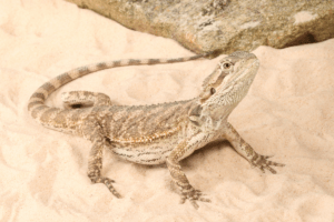 bearded dragon eating sand
