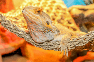bearded dragon heating pad