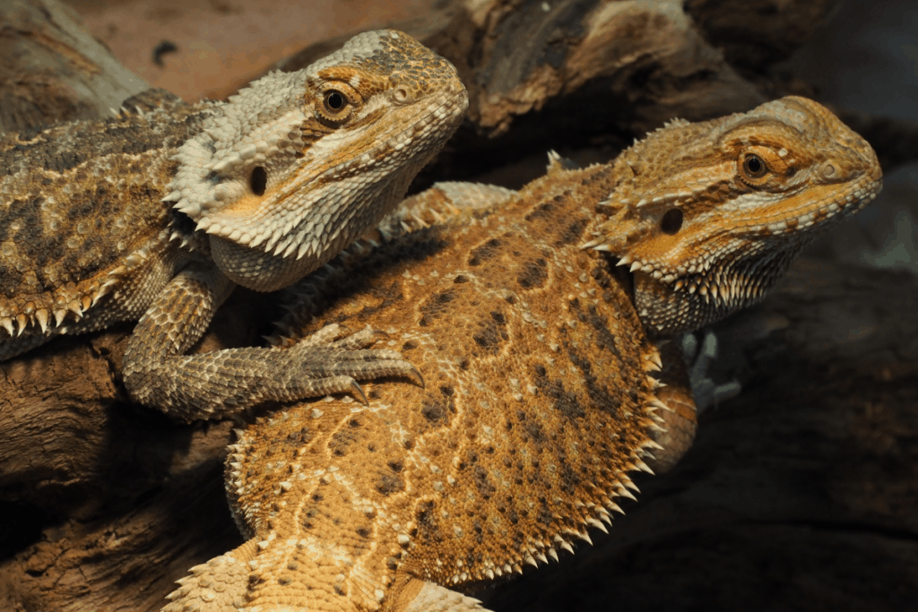 Bearded Dragon Mating Behavior Rituals Seasons Bearded Dragon Mating Behavior Rituals Seasons